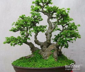 養殖,注意事項,方法