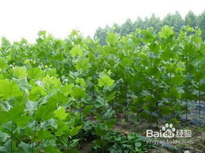 移栽后桔子樹(shù)注意事項