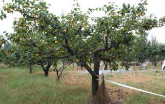 給果樹(shù)打藥的注意事項