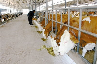 養牛場(chǎng)建設注意事項