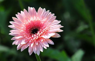 波斯菊播種注意事項