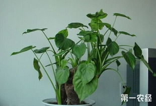 滴水觀(guān)音的水培方法和注意事項,滴水觀(guān)音種植方法和注意事項,滴水觀(guān)音移植的方法和注意事項