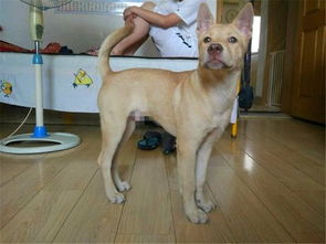 農村養狗注意事項