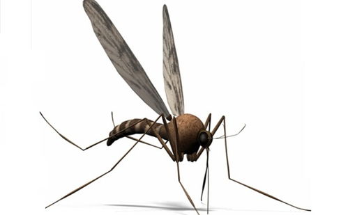 關(guān)于酒店殺蟲(chóng)注意事項