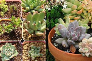 養殖,注意事項,方法,發(fā)財樹(shù)