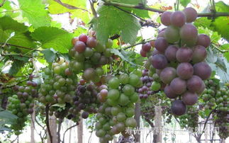 葡萄派爾多液注意事項