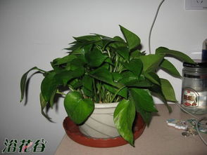 繁殖,養殖,注意事項,方法