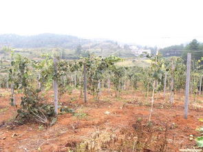 獼猴桃移栽注意事項