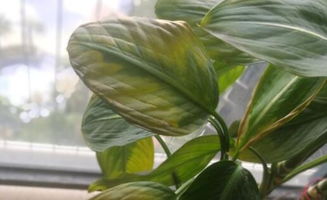 觀(guān)葉植物的養殖方法和注意事項