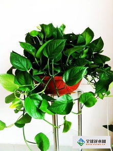 綠蘿的養殖方法和注意事項怎么繁殖,綠蘿的養殖方法和注意事項盆栽,大葉綠蘿的養殖方法和注意事項