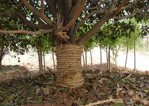 夏季移栽樹(shù)木注意事項,冬季移栽樹(shù)木注意事項,秋季移栽樹(shù)木注意事項