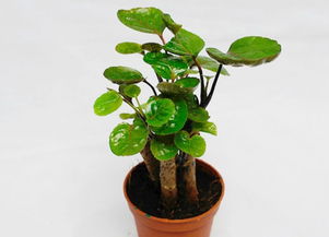 圓葉福祿桐的養殖方法和注意事項