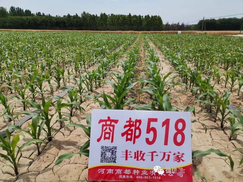 比空玉米播種注意事項