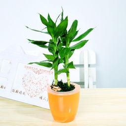 步步高觀(guān)音竹的養殖方法和注意事項,觀(guān)音水培觀(guān)音竹的養殖方法和注意事項,觀(guān)音竹的養殖方法和注意事項有哪些