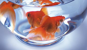 玻璃缸養金魚(yú)注意事項