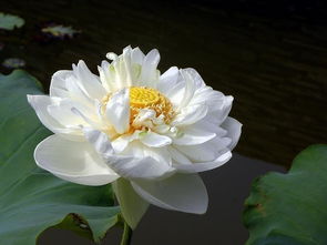 養殖,注意事項,方法