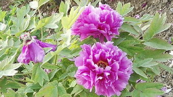 牡丹花盆栽種植方法和注意事項,牡丹花種子種植方法和注意事項,牡丹花的養殖方法和注意事項