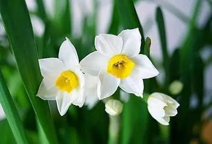 水仙換水注意事項,雕刻水仙的注意事項,水仙水培方法和注意事項