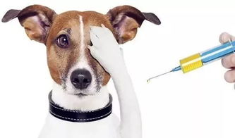 狗狗打完育苗注意事項