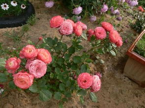 秋季月季移栽后注意事項,樹(shù)狀月季移栽注意事項,月季樹(shù)移栽注意事項