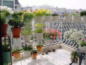 陽(yáng)臺養花的注意事項