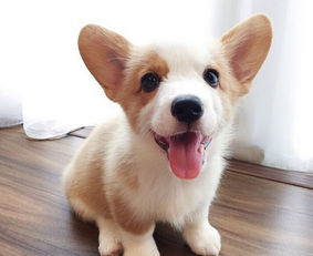 柯基喝水注意事項,柯基坐月子注意事項,柯基生理期注意事項