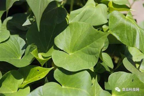 紅薯,食用,注意事項,葉子