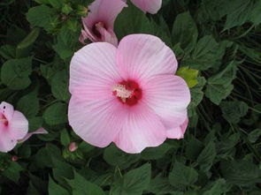 大巖桐芙蓉花的養殖方法和注意事項,芙蓉花冬天的養殖方法和注意事項,芙蓉花的養殖方法和注意事項有哪些