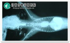 做醫學(xué)造影前后注意事項