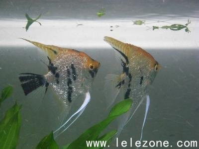 燕魚(yú)繁殖注意事項