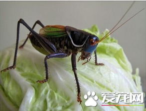 蟈蟈的冬季注意事項,蟈蟈飼養流程及注意事項,冬季飼養金魚(yú)注意事項