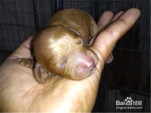 剛配完的狗狗注意事項,剛買(mǎi)來(lái)的狗狗注意事項,狗狗生完寶寶注意事項