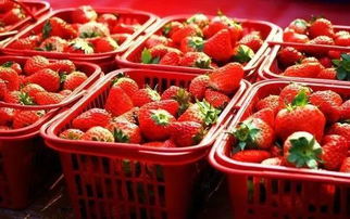 草莓運輸注意事項