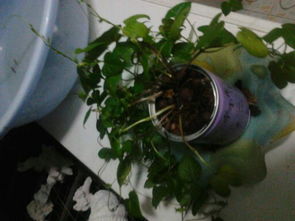 牽?；B護注意事項,牽?；ǖ酿B殖方法和注意事項,重瓣牽?；ǚN植注意事項