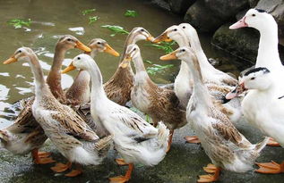 魚(yú)塘,養殖,注意事項