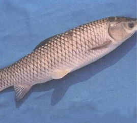 釣青魚(yú)注意事項,青魚(yú)養殖注意事項,青魚(yú)石佩戴注意事項