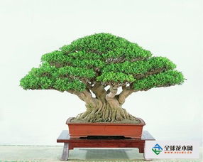 玻璃海棠花的養殖方法和注意事項,玻璃海棠花的養殖方法和注意事項小說(shuō),龍須樹(shù)的養殖方法和注意事項