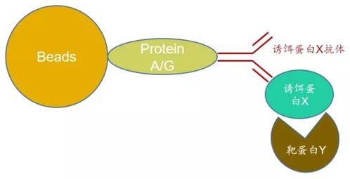 免疫共沉淀input與ip,免疫共沉淀ipinputigG,免疫共沉淀中的ip和ib