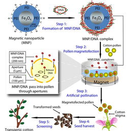 植物遺傳轉化的注意事項