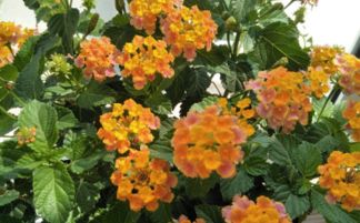 五色,養殖,注意事項,方法