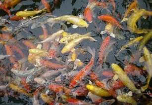 鯽魚(yú),注意事項,養好錦