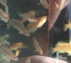 馬犬幼犬飼養注意事項,矮腳馬飼養注意事項,三湖慈鯛注意事項