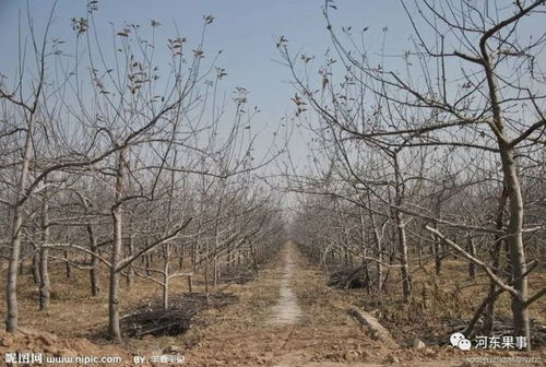 蘋(píng)果樹(shù)環(huán)割注意事項