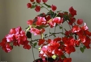 三角梅換土的注意事項