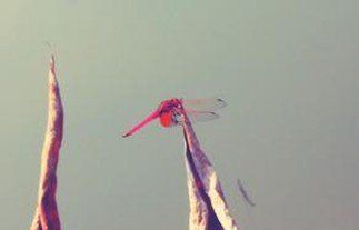 原來(lái)，愛(ài)情也可以不是玫瑰色