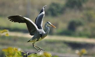 一只為愛(ài)殉情的蒼鷺