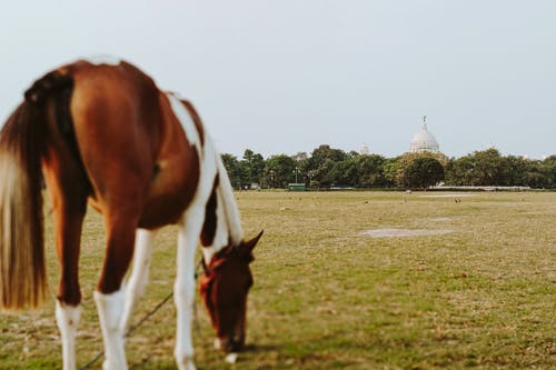 我有萬(wàn)千異火小說(shuō)by解釋何風(fēng)林青玄無(wú)目錄閱讀