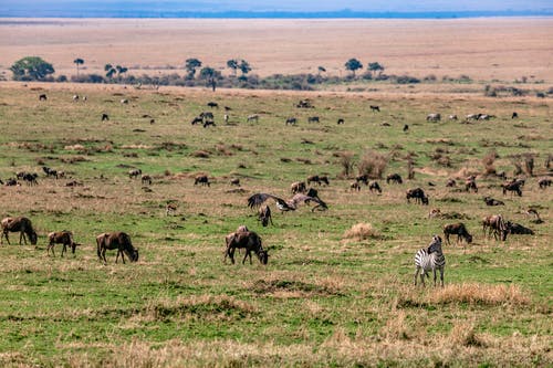 奇幻靈墟直播我今天可能會(huì )死小說(shuō)主角蘇星在線(xiàn)閱讀