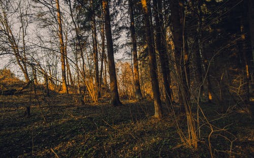 神王閣林九小說(shuō)江淑雅小魚(yú)作品在線(xiàn)閱讀