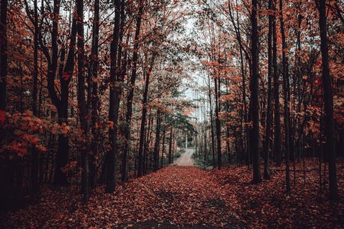 至尊戰刃小說(shuō)by大漠孤羊沈楓羅佳夢(mèng)全章節閱讀
